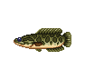 Gobie géant - Animal Crossing : Wild World (DS) [ACWW]